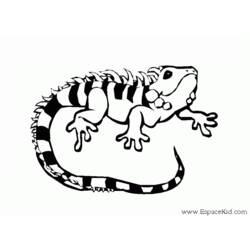 着色页: 鬣蜥 (动物) #8918 - 免费可打印着色页