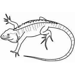 着色页: 鬣蜥 (动物) #8952 - 免费可打印着色页