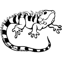着色页: 鬣蜥 (动物) #8959 - 免费可打印着色页