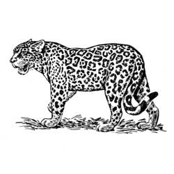 着色页: 捷豹 (动物) #9013 - 免费可打印着色页