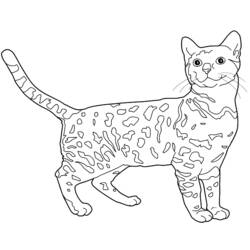 着色页: 小猫 (动物) #18101 - 免费可打印着色页