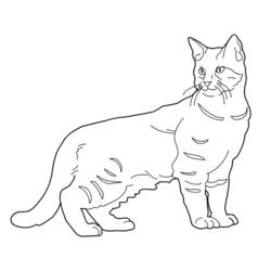 着色页: 小猫 (动物) #18108 - 免费可打印着色页