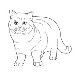 着色页: 小猫 (动物) #18166 - 免费可打印着色页