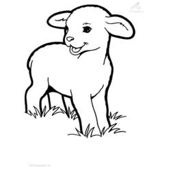 着色页: 羊肉 (动物) #178 - 免费可打印着色页