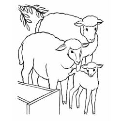 着色页: 羊肉 (动物) #212 - 免费可打印着色页