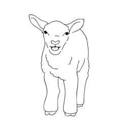 着色页: 羊肉 (动物) #216 - 免费可打印着色页
