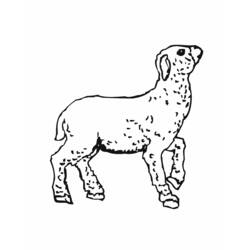 着色页: 羊肉 (动物) #217 - 免费可打印着色页