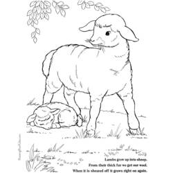 着色页: 羊肉 (动物) #268 - 免费可打印着色页