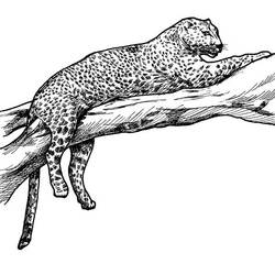 着色页: 豹 (动物) #9740 - 免费可打印着色页