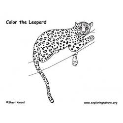着色页: 豹 (动物) #9753 - 免费可打印着色页