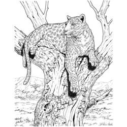 着色页: 豹 (动物) #9770 - 免费可打印着色页