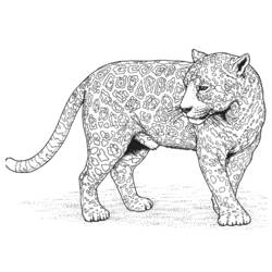 着色页: 豹 (动物) #9817 - 免费可打印着色页