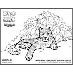 着色页: 豹 (动物) #9834 - 免费可打印着色页
