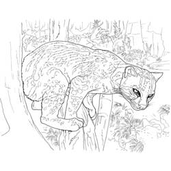 着色页: 豹 (动物) #9845 - 免费可打印着色页