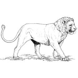 着色页: 狮子 (动物) #10256 - 免费可打印着色页