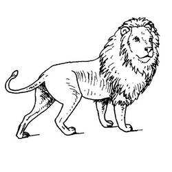 着色页: 狮子 (动物) #10273 - 免费可打印着色页