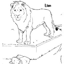 着色页: 狮子 (动物) #10359 - 免费可打印着色页