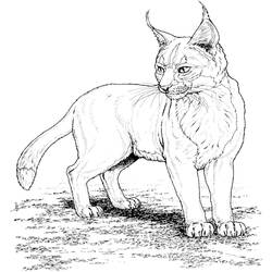 着色页: 山猫 (动物) #10790 - 免费可打印着色页