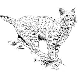 着色页: 山猫 (动物) #10794 - 免费可打印着色页