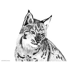 着色页: 山猫 (动物) #10797 - 免费可打印着色页