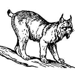 着色页: 山猫 (动物) #10802 - 免费可打印着色页