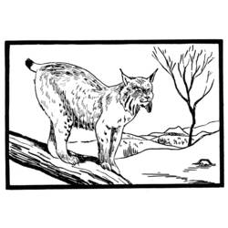 着色页: 山猫 (动物) #10805 - 免费可打印着色页