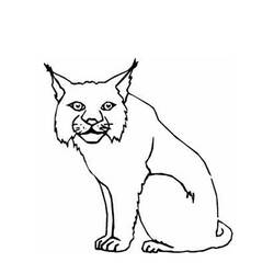 着色页: 山猫 (动物) #10807 - 免费可打印着色页