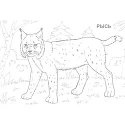 着色页: 山猫 (动物) #10811 - 免费可打印着色页
