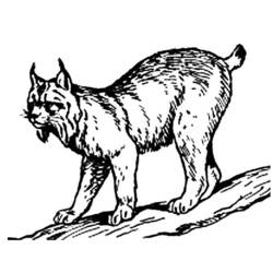 着色页: 山猫 (动物) #10812 - 免费可打印着色页