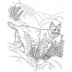 着色页: 山猫 (动物) #10815 - 免费可打印着色页