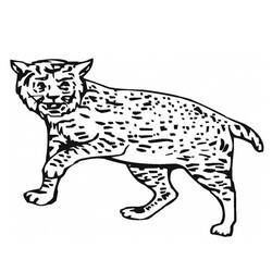 着色页: 山猫 (动物) #10816 - 免费可打印着色页