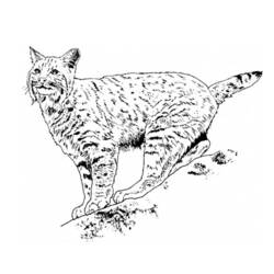着色页: 山猫 (动物) #10818 - 免费可打印着色页