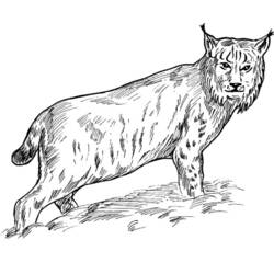 着色页: 山猫 (动物) #10819 - 免费可打印着色页