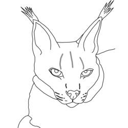 着色页: 山猫 (动物) #10828 - 免费可打印着色页