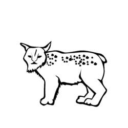 着色页: 山猫 (动物) #10829 - 免费可打印着色页