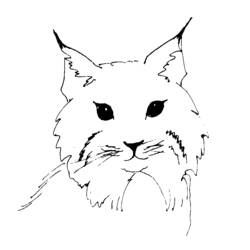 着色页: 山猫 (动物) #10841 - 免费可打印着色页