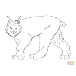 着色页: 山猫 (动物) #10847 - 免费可打印着色页