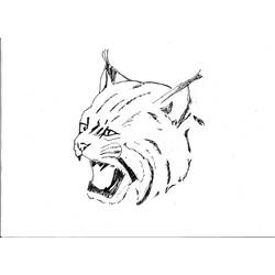 着色页: 山猫 (动物) #10877 - 免费可打印着色页