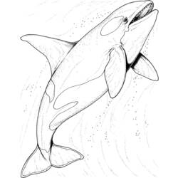 着色页: 海洋生物 (动物) #22102 - 免费可打印着色页