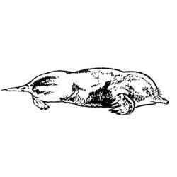 着色页: 痣 (动物) #19382 - 免费可打印着色页