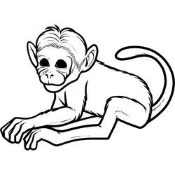 着色页: 猴 (动物) #14142 - 免费可打印着色页