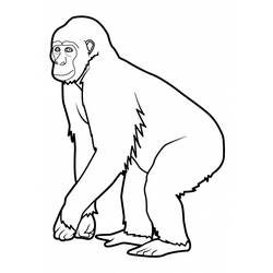 着色页: 猴 (动物) #14196 - 免费可打印着色页