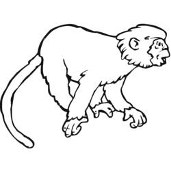 着色页: 猴 (动物) #14241 - 免费可打印着色页