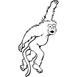 着色页: 猴 (动物) #14243 - 免费可打印着色页