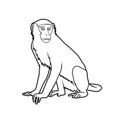 着色页: 猴 (动物) #14259 - 免费可打印着色页