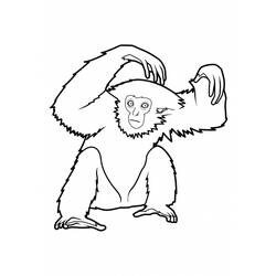着色页: 猴 (动物) #14261 - 免费可打印着色页