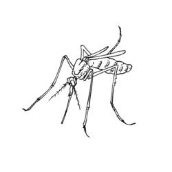 着色页: 蚊子 (动物) #11319 - 免费可打印着色页