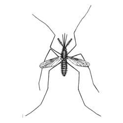 着色页: 蚊子 (动物) #11325 - 免费可打印着色页