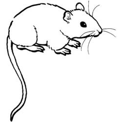 着色页: 老鼠 (动物) #13941 - 免费可打印着色页