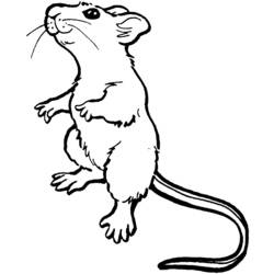 着色页: 老鼠 (动物) #13953 - 免费可打印着色页